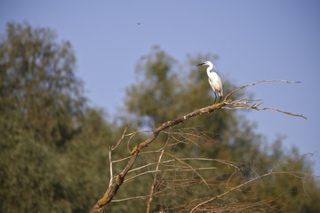white egret in natural environment, the Danube Delta romania