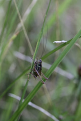 sauterelle dans les hautes herbes