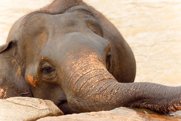 Portrait of elephant in Sri Lanka