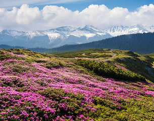 Naklejka na ściany i meble Summer landscape with flowering mountain slopes