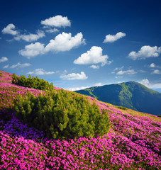 Summer mountain landscape with flowers on a sunny day