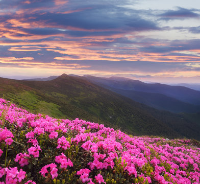 Mountain landscape with pink flowers at sunset