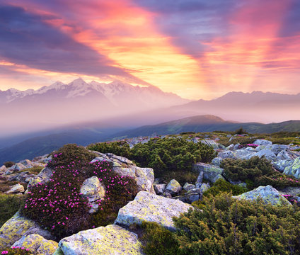 Beautiful sunrise in the mountains. Summer landscape with pink f
