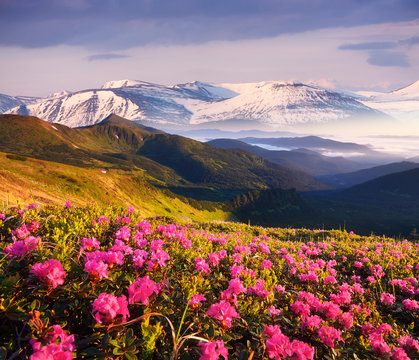 Summer landscape with flowering mountain slopes