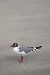Laughing Gull – A lone laughing seagull stands in the sand on the beach.