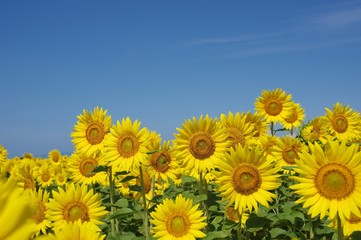 Fototapeta premium 青空とヒマワリの花