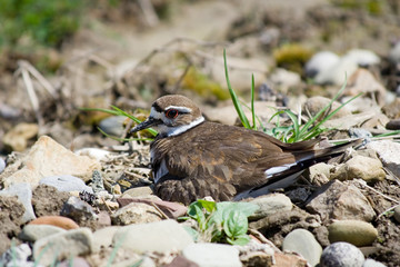 Killdeer Sitting on Eggs – A mother killdeer sits on her eggs among rocks.