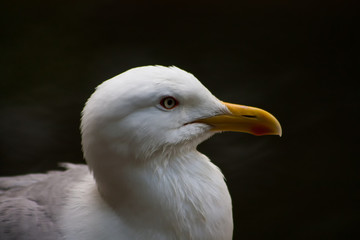 Proud Seagull frivolous