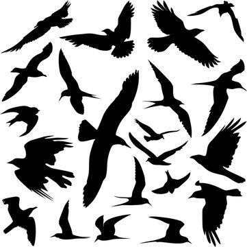 Silhouettes of flying birds