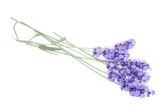 Fototapeta flowers of lavender on a white background
