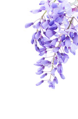 floral background of wisteria flowers