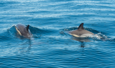 Fototapeta premium A photo of dolphins swimming in the sea in Portugal, 2016