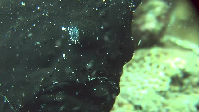 black frogfish Antennarius coccineus scuba diving  Philippines