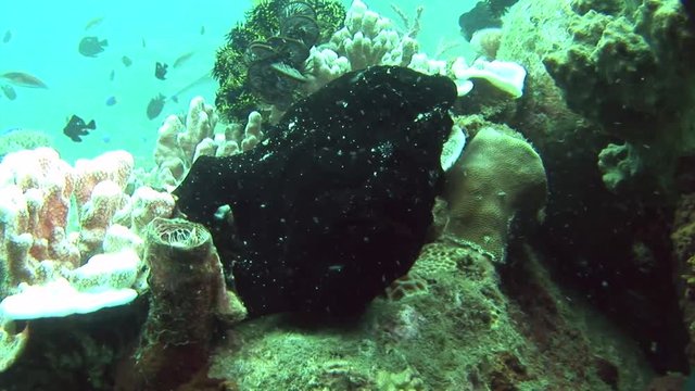 black frogfish Antennarius coccineus scuba diving  Philippines