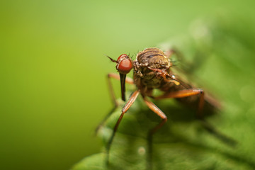 Asilidae on a green leaf.