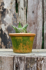 cactus on wood background and garden
