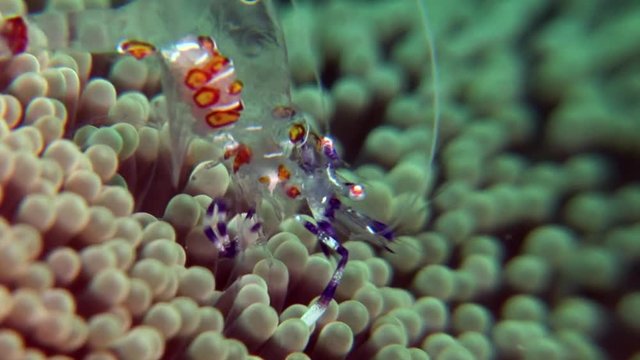 glass schrimp scuba diving Philippines