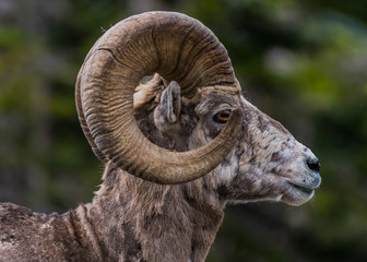 Big Horn Sheep Side View Looking Right