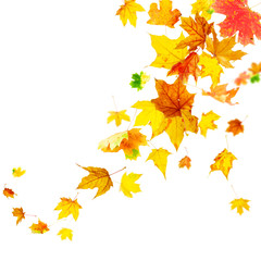 Falling colorful autumn maple leaves isolated on white