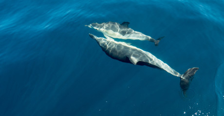 Fototapeta premium A photo of dolphins swimming in the sea in Portugal, 2016
