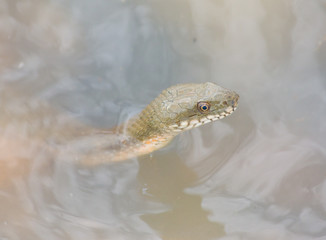 The floating head of a snake peeping out of the water
