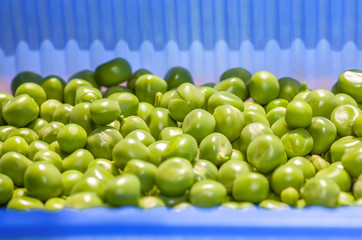 collected peas