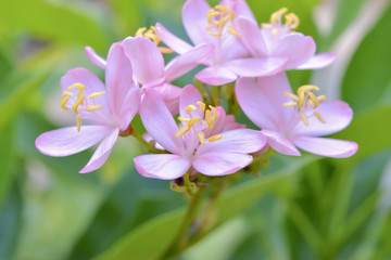 Purple light flower