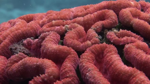 red brain coral scuba diving Philippines