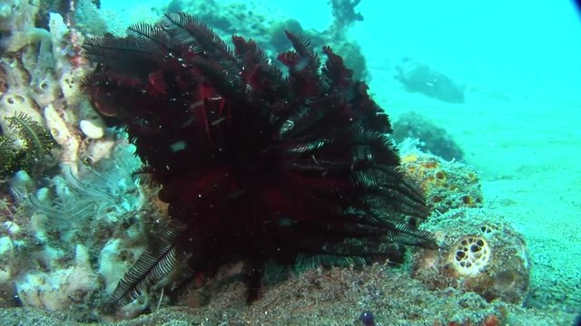 red sea urchin macro scuba diving  Philippines