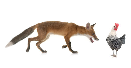 fox and chicken