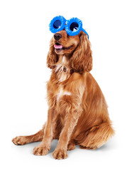 beautiful cocker spaniel in sunglasses siting isolated on white background