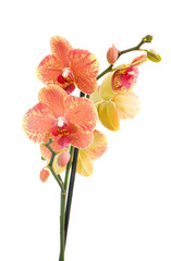 Naklejka na ściany i meble Beautiful Orchid flower isolated on white background