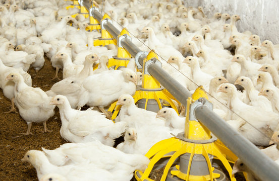 Young broiler chickens at the poultry farm