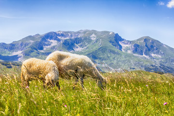 Fototapeta premium Sheep Grazing on Green Pasture