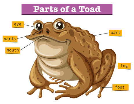 Diagram showing parts of toad