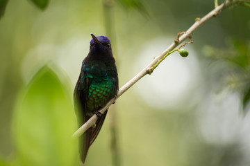 El colibrí en la rama ve hacia arriba.