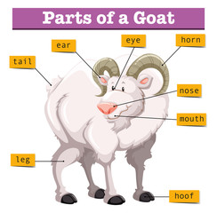 Diagram showing parts of goat