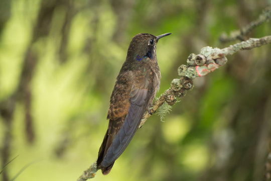 El colibr&iacute; en la rama se da vuelta.