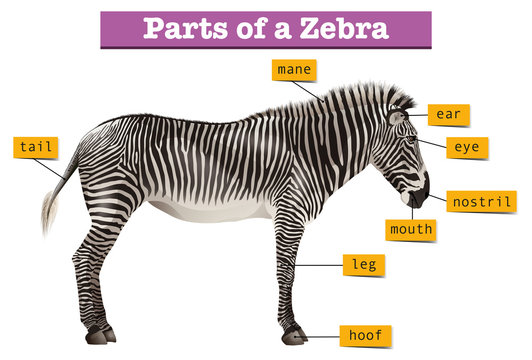 Diagram showing different parts of zebra