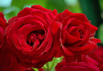 Roses rouge carmin au printemps, Jardin des Plantes Paris