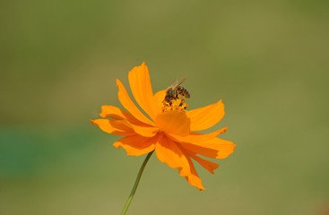 Cosmos orange avec abeille butinant au printemps, Jardin des Plantes Paris