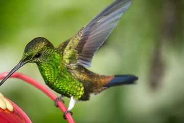 Fototapeta na wymiar El colibrí pica el agua dulce.