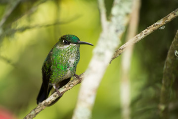 El colibrí en la rama espera. © jesuschurion57