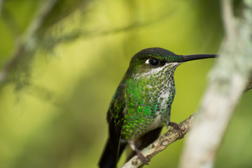 El colibrí en la rama está firme. © jesuschurion57