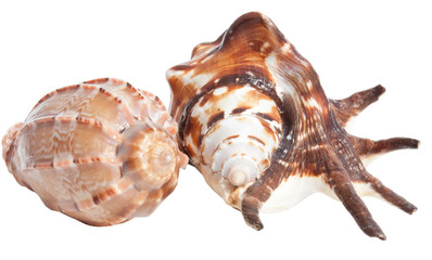 Two tropical sea shells isolated on white background