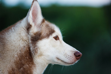 Portrait of the husky