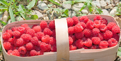Wicker basket with ripe red raspberries. Raspberry closeup