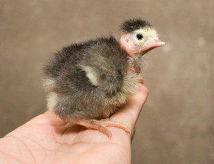 Fototapeta premium Chicken breeds chickens sitting on the hand