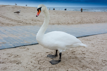 Łabędź nad morzem bałtyckim w Świnoujściu © Pawel Gruntowicz