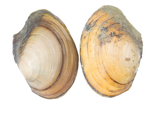 Anodonta is a genus of freshwater mussels in the family Unionidae, the river mussels